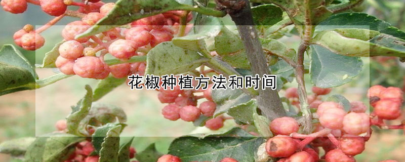 花椒种植方法和时间