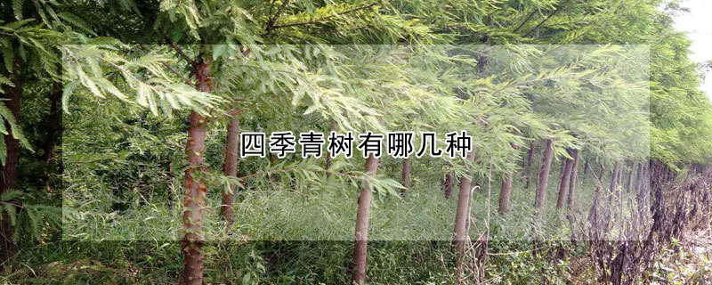 四季青树有哪几种