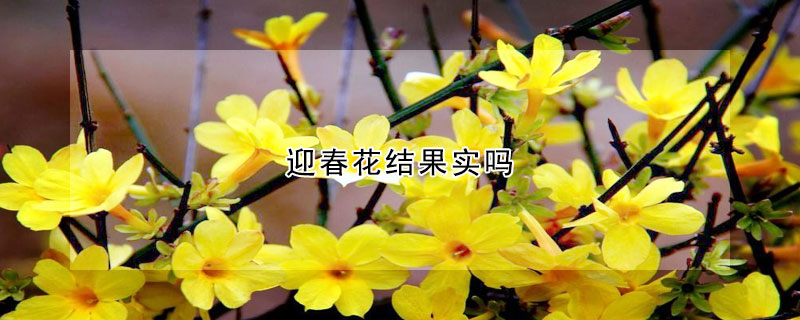 迎春花结果实吗