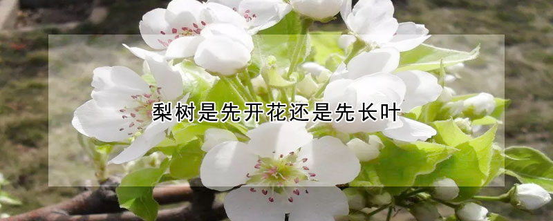 梨树先开花还是先长叶