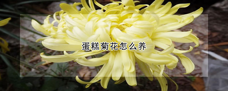 蛋糕菊花怎么养