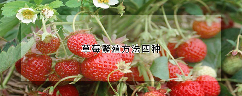 草莓繁殖方法四种