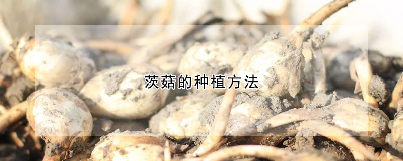 茨菇的种植方法