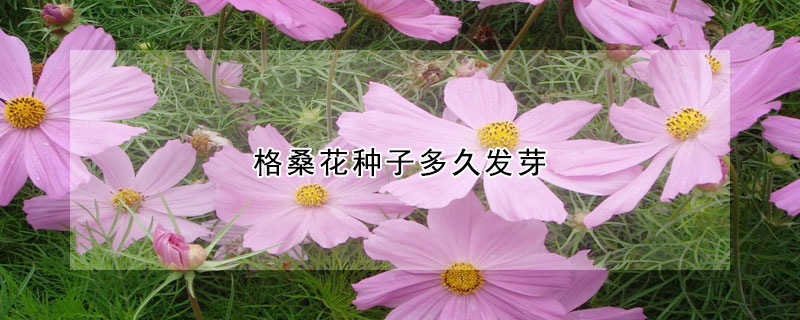 格桑花种子多久发芽