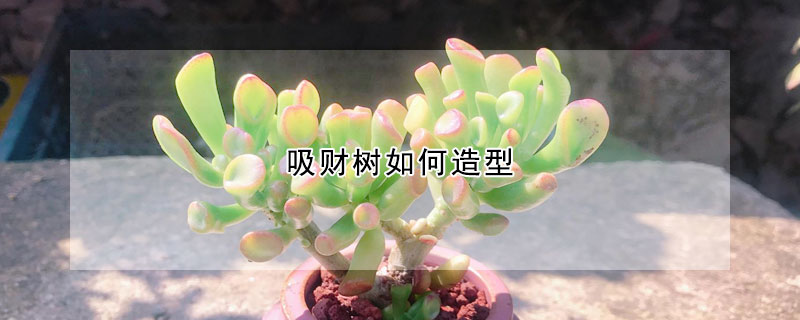 吸财树如何造型