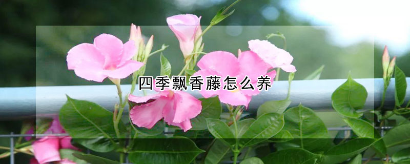 四季飘香藤怎么养