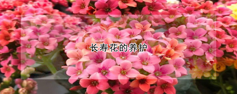 长寿花的养护