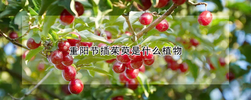 重阳节插茱萸是什么植物