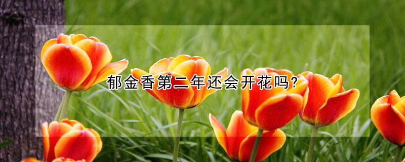 郁金香第二年还会开花吗?