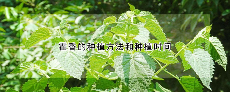 霍香的种植方法和种植时间