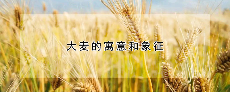 大麦的寓意和象征