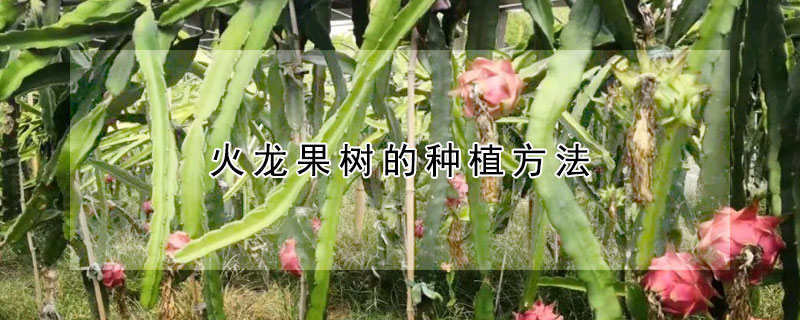 火龙果树的种植方法