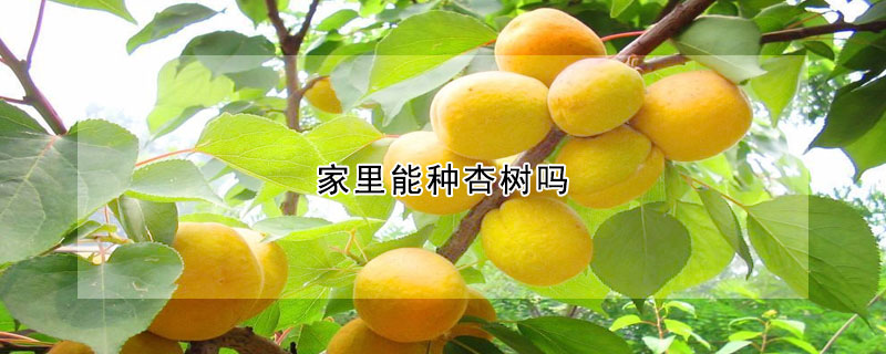 家里能种杏树吗