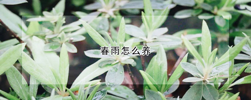 春雨怎么养