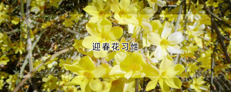 迎春花习性