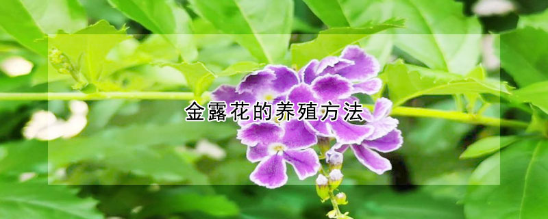 金露花的养殖方法