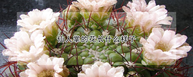 仙人掌的花长什么样子