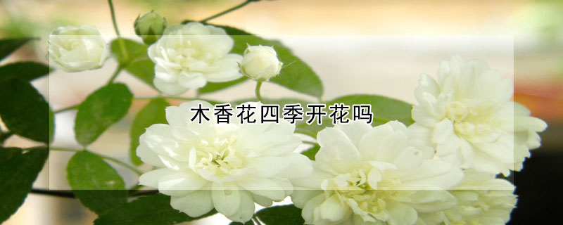 木香花四季开花吗