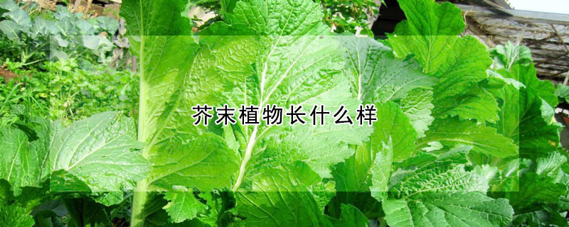 芥末植物长什么样