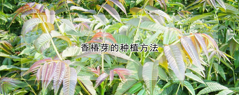 香椿芽的种植方法