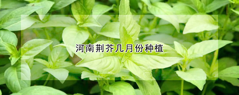 河南荆芥几月份种植