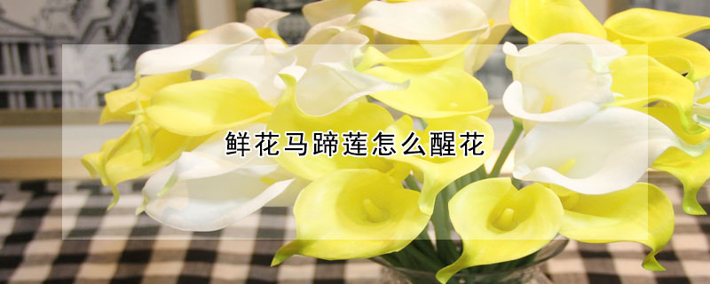 鲜花马蹄莲怎么醒花