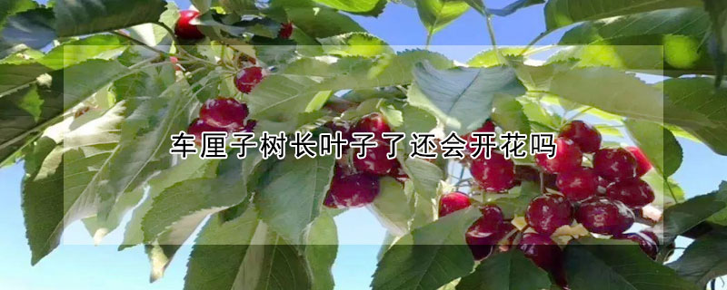 车厘子树长叶子了还会开花吗