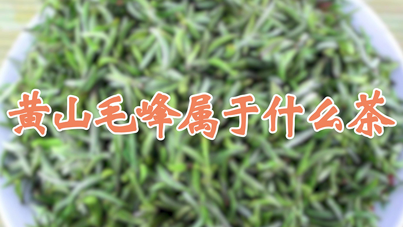黄山毛峰属于什么茶