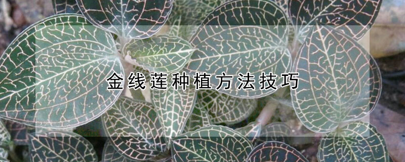 金线莲种植方法技巧