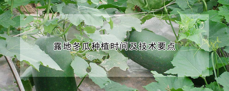 露地冬瓜种植时间及技术要点