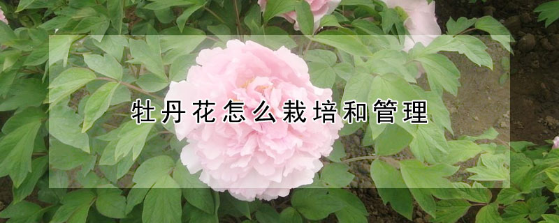 牡丹花怎么栽培和管理