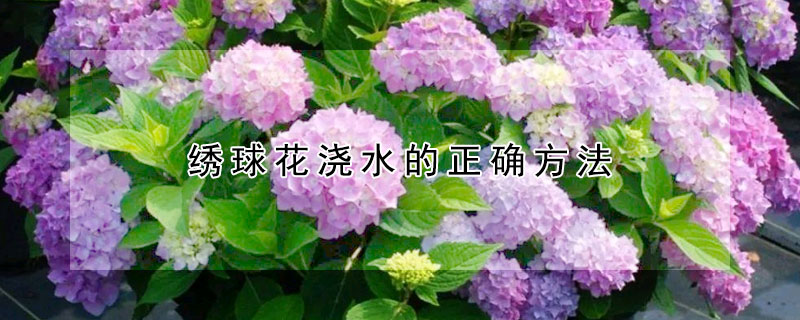 绣球花浇水的正确方法