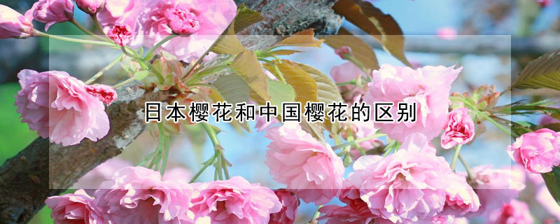 日本樱花和中国樱花的区别