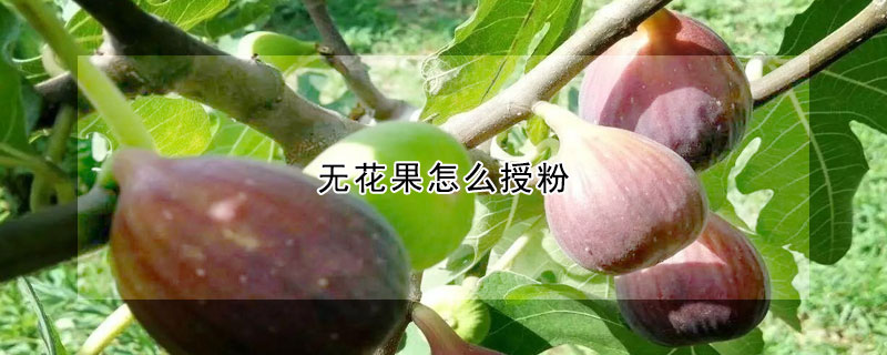 无花果怎么授粉