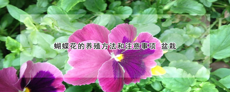 蝴蝶花的养殖方法和注意事项 盆栽