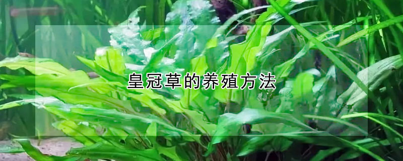 皇冠草的养殖方法