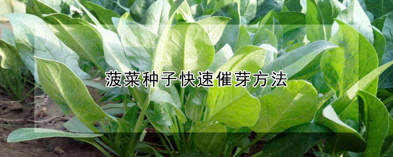 菠菜种子快速催芽方法