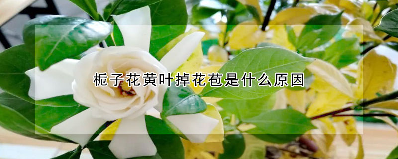 栀子花黄叶掉花苞是什么原因