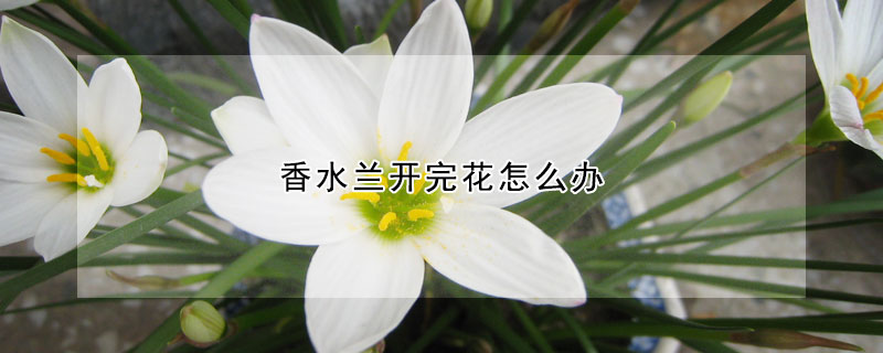 香水兰开完花怎么办