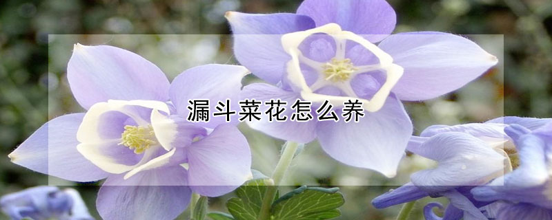 漏斗菜花怎么养