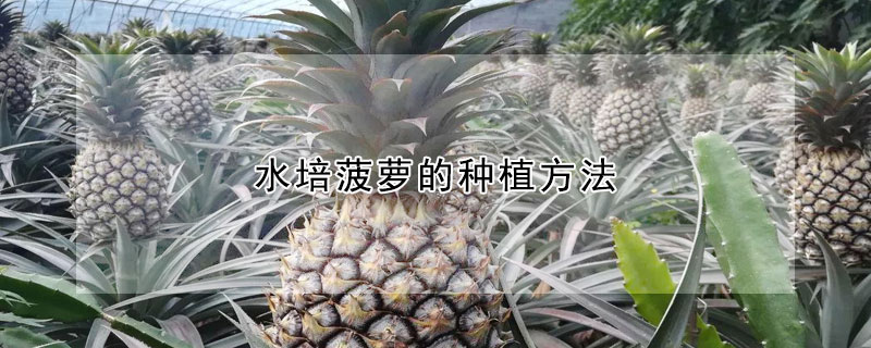 水培菠萝的种植方法