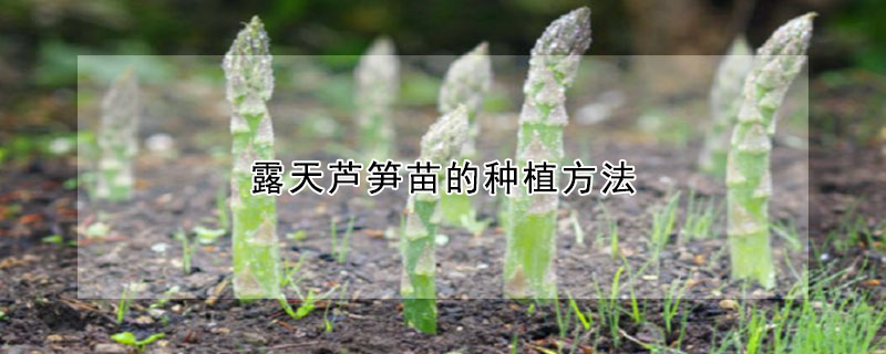 露天芦笋苗的种植方法