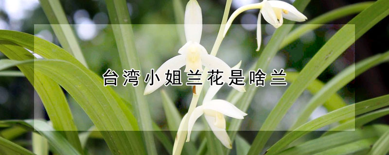 台湾小姐兰花是啥兰