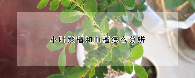 小叶紫檀和血檀怎么分辨