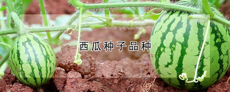 西瓜种子品种