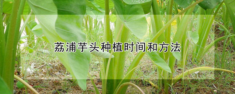 荔浦芋头种植时间和方法