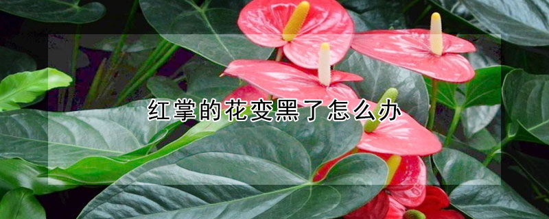 红掌的花变黑了怎么办