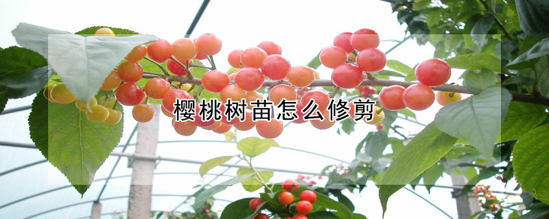 樱桃树苗怎么修剪