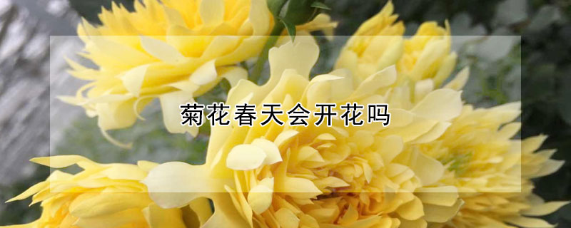 菊花春天会开花吗