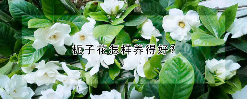 枙子花怎样养得好?